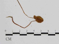 小皮傘屬藏品圖，第1張