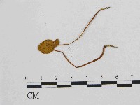 小皮傘屬藏品圖，第3張