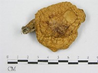 登錄號:F0014534藏品圖，第1張