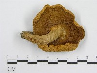 登錄號:F0014534藏品圖，第3張