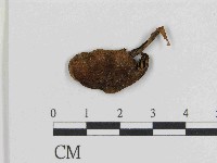 登錄號:F0014535藏品圖，第3張