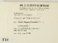 發光小菇藏品圖，第2張