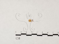 發光小菇藏品圖，第3張