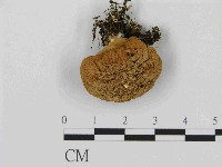 登錄號:F0014537藏品圖，第1張