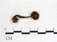 登錄號:F0014541藏品圖，第3張