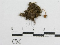 登錄號:F0014542藏品圖，第3張