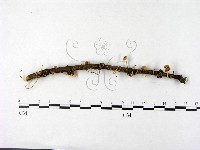 登錄號:F0014545藏品圖，第1張