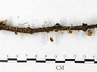 登錄號:F0014545藏品圖，第4張