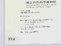 小皮傘屬藏品圖，第2張