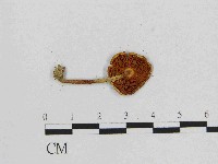 小菇屬藏品圖，第3張