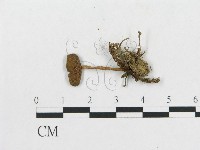 登錄號:F0014548藏品圖，第3張