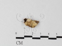 登錄號:F0014550藏品圖，第1張