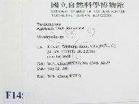 微皮傘屬藏品圖，第2張