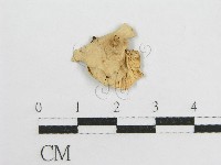 微皮傘屬藏品圖，第1張