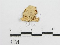 微皮傘屬藏品圖，第3張