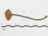 登錄號:F0014553藏品圖，第1張