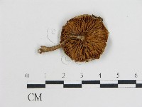 登錄號:F0014554藏品圖，第1張