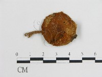 登錄號:F0014554藏品圖，第3張