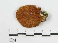 登錄號:F0014555藏品圖，第3張