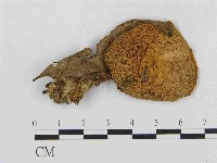 登錄號:F0014556藏品圖，第1張