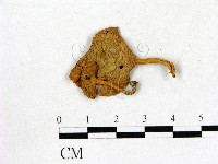 登錄號:F0014557藏品圖，第1張