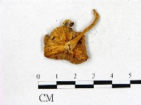 登錄號:F0014557藏品圖，第3張