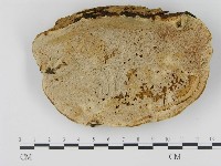 松生擬層孔菌藏品圖，第1張