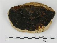 松生擬層孔菌藏品圖，第3張