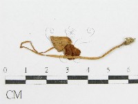 登錄號:F0014560藏品圖，第3張