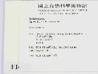 小皮傘屬藏品圖，第2張