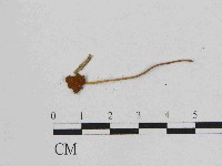 小皮傘屬藏品圖，第1張