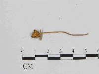 小皮傘屬藏品圖，第3張