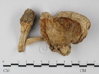 登錄號:F0014566藏品圖，第1張