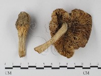 登錄號:F0014566藏品圖，第3張