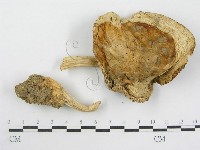 登錄號:F0014566藏品圖，第4張