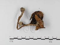 登錄號:F0014567藏品圖，第3張