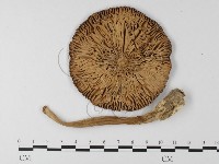 登錄號:F0014568藏品圖，第1張