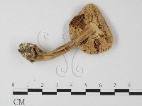 登錄號:F0014569藏品圖，第4張