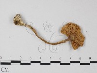 鵝膏屬藏品圖，第3張