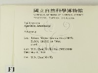 鵝膏屬藏品圖，第2張