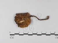 鵝膏屬藏品圖，第3張