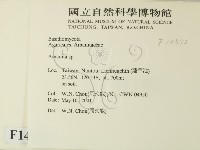 鵝膏屬藏品圖，第2張
