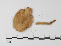 鵝膏屬藏品圖，第3張