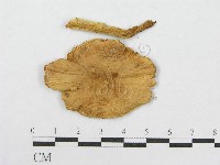鵝膏屬藏品圖，第4張