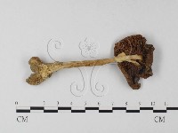 登錄號:F0014573藏品圖，第1張