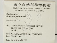 鵝膏屬藏品圖，第2張