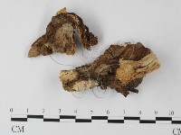 鵝膏屬藏品圖，第1張