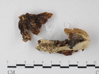 鵝膏屬藏品圖，第3張