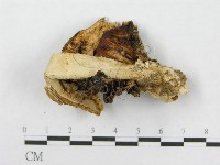 鵝膏屬藏品圖，第4張