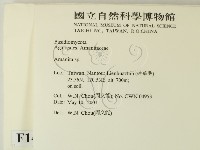 鵝膏屬藏品圖，第2張